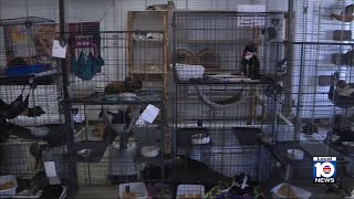 Overwhelmed South Florida pet shelter caring for hundreds of animals seeks lifeline