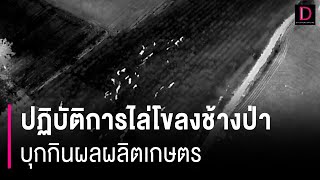 เปิดปฏิบัติการไล่โขลงช้างป่า กว่า 70 ตัว บุกกินผลผลิตเกษตรนานนับเดือน | HOTSHOT เดลินิวส์ 11/01/67