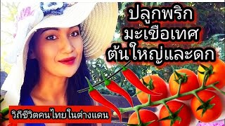 Thai people in Germany, vegetable growing season, planting peppers, tomatoes