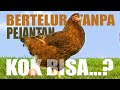 Mengapa Ayam Ras Petelur Bisa Bertelur Setiap Hari Tanpa Melakukan Perkawinan