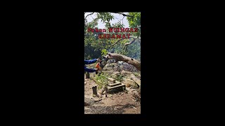 cutting trees at cemeteries