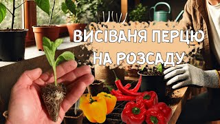 Висівання перцю на розсаду у 2025 році