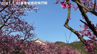 110.1.31平菁街賞櫻快閃騎