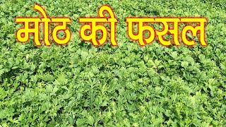 मोठ का पौधा कैसा होता है ? Moth ka paudha kaisa hota hai? Vigna aconitifolia Plant |  Moth Plant