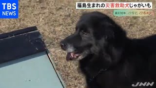 災害救助犬 日本で活躍広げるために【#あれから私は】