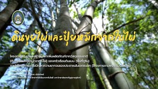 ดินขุยไผ่และปุ๋ยหมักจากใบไม้