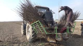 Посадка сада при помощи посадочной машины