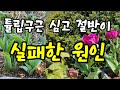 튤립구근 실패 없이 심는 방법