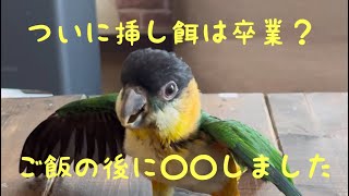 【ズグロシロハラインコ】挿し餌後に起こった事件【ぽんこ奮闘記　その10】　生後135日