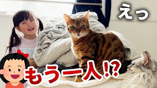 いとこちゃん来訪！おてんば娘がもう一人増えたときの子守り猫の反応