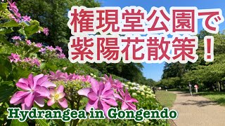 【埼玉県権現堂公園】紫陽花散策　2023年6月4日　桜と菜の花で有名な権現堂桜堤ですが紫陽花もとてもきれいです♪紫陽花は１００種、約１０，０００株もあるそうです。見頃でした＃権現堂＃アジサイ＃あじさい