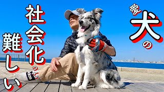 [犬の無駄吠え] ボーダーコリー生後6ヶ月から再度取り組み直す社会化は難しい・・・/犬の警戒心と恐怖心　〜Bordercollieとぺぇーさん家〜