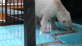 おびひろ動物園ホッキョクグマ　キャベツを食べるアイラ