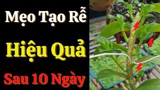 Ki Trên Thân Không Ra Rễ | Mẹo Khắc Phục Hiệu Quả Sau 10 Ngày | Đức Hoa Lan