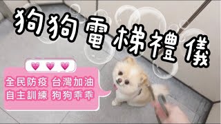 狗狗基本電梯禮儀～看起來很乖！