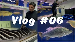 【Vlog】アロワナや淡水エイ等の大型魚を飼育するアクアリストの日常【Vol.6】