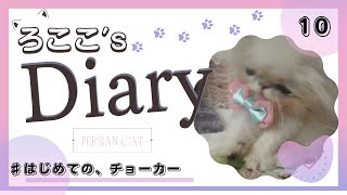 【子猫】(生後62日)はじめての、チョーカー！ ペルシャ猫ろここ