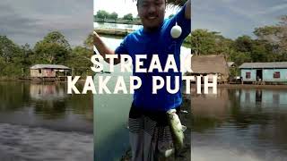 Perburuan kakap putih