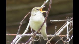 Зелёная пересмешка. Песня зелёной пересмешки. ( Hippolais icterina )