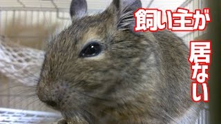 飼い主が側に居ない時にどんな様子でデグーは過ごしているのか？【デグー成長日記】