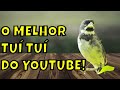 O MELHOR CANTO PARA ESQUENTAR COLEIRO TUI TUI || 8 HORAS