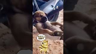 Funny Video | 搞笑 | Cute Pet | 狗狗 | 工作辛苦累，今天不上班躺平