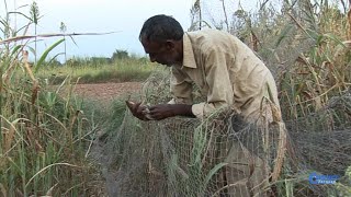 BATAIR KA SHIKAR // QUAIL HUNTING // QUAIL HUNTING IN PAKISTAN // QUAIL NETTING 2022