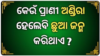 Odia Dhaga Dhamali IAS Questions | Clever Q \u0026 Ans | Odia Dhaga katha | Odia Gk | UB GK