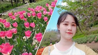 [캐릭터작가 브이로그]나 혼자 서대문구 안산 꽃놀이, 고양이와 꽁냥_Vlog