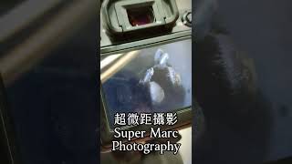 超微距攝影 狗狗手 Super Macro Photography Dog Hands