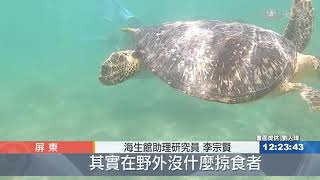 綠蠵龜患腫瘤  治療痊癒重返大海