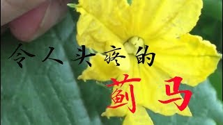 不用农药也能轻松防治蓟马，用上这个小东西，蓟马基本全消失【付老师种植技术团队】