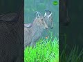 nilgiri tahr munnar a mountain goat nilgiritahr munnar munnarhills mountains goat kerala