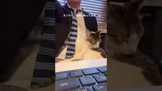 オンライン会議に映り込む猫　#shorts #cats #cat #猫 #chat