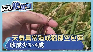 天氣異常造成稻穗空包彈　收成減少3~4成－民視新聞