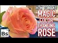 How to Make a Color Changing Rose - Science or Magic?!