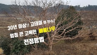 BUNJAE(분재) #34_30년 이상!! 고태미의 진수_엄청 큰 고목인 배롱나무 전정방법_특수목_초보분재탈출