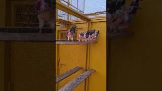 Ustad Malik Kokhar Champion Trophy Chandi Time |Explore About Pigeons