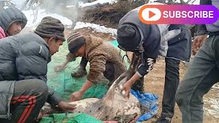 हिउँ परेको बेला  सुँगुर काटेर जाडाे मनाउदै || Celebrating winter by Cutting Pig During the Snowfall