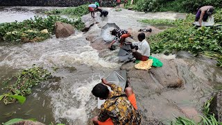 നാട്ടുകാർ ഒന്നിച്ച് ഒഴുക്ക് വെള്ളത്തിൽ കുട കൊണ്ട് മീൻ പിടിക്കുന്ന കാഴ്ച /village life /fishing feel