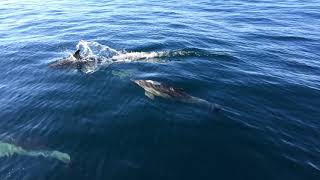 Common Dolphins, Fuseta, Algarve