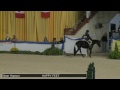 623 happy feet sloan hopson class 7 medium pony hunter conformation