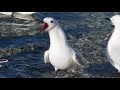 these seagulls are very annoyed and angry.