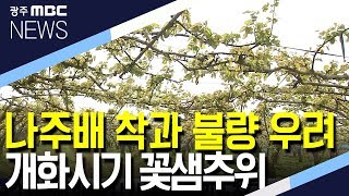 나주배 개화시기 꽃샘추위..착과 불량 우려