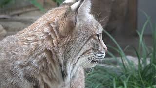 🐈日本ではココだけなんだよ〜💕😊(王子動物園)