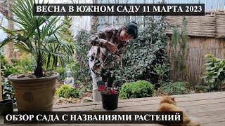 Весна в Южном саду 11/03/23г. ОБЗОР САДА С НАЗВАНИЯМИ РАСТЕНИЙ! ПЕРВОЦВЕТЫ В САДУ