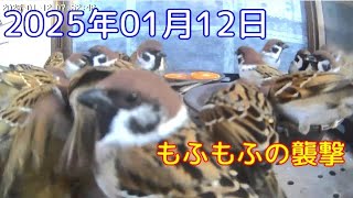 2025年01月12日 この給餌台では手狭になってきましたね