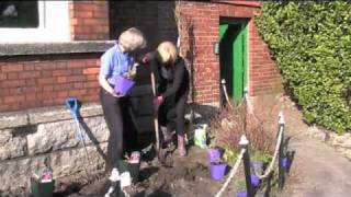 Planting Perovskia atriplicifolia  Russian Sage