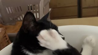 すみずみまで丁寧な毛繕いgrooming😸 ハチワレ猫ざきおtuxedo-cat【猫動画】