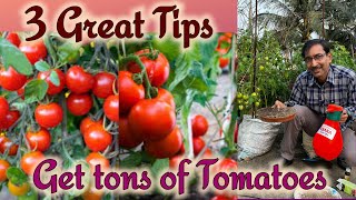 3 Great tips to get tons of tomatoes on your Terrace